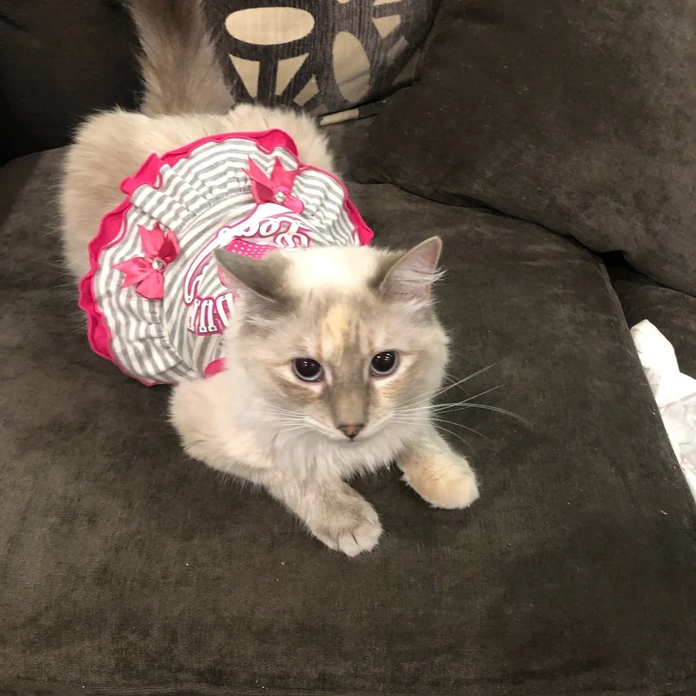 Dog Cat Summer Dress Pink Gray Dress with Bling